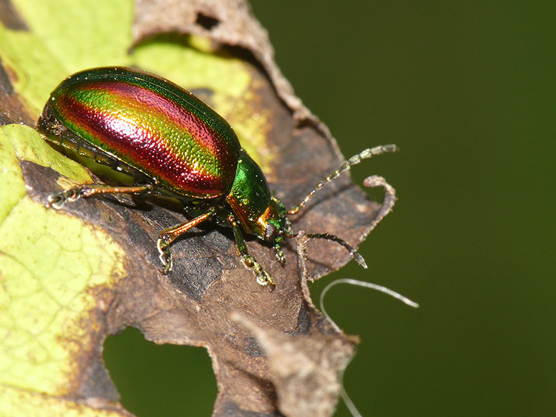 Chrysomelidae:  Oreina (Oreina) speciosa